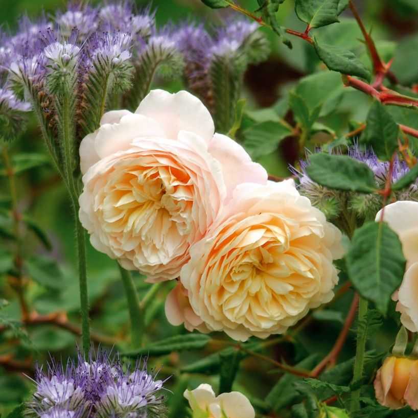 Английские парковые розы дэвида остина