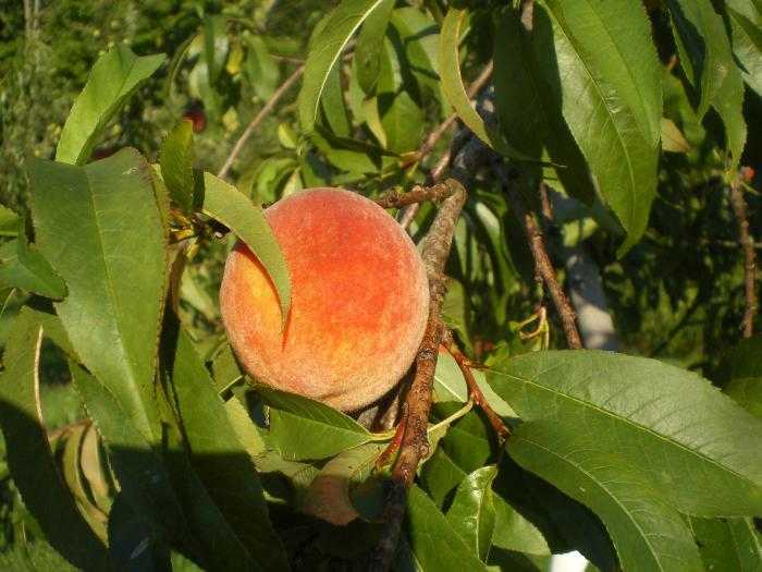 Лучшие самоплодные и морозоустойчивые сорта персиков выращиваемые в россии