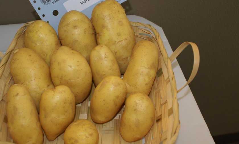 Лучшие сорта картофеля на 2021 год