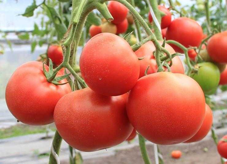 Лучшие сорта томатов для засолки в бочках и консервирования: с фото и названиями для сибири, урала, подмосковья и других регионов.
