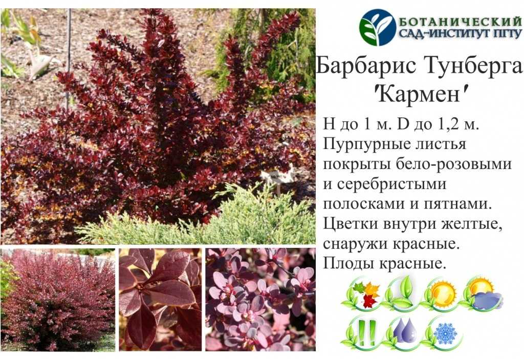 2021 ᐈ 🔥 (+35 фото) карликовый барбарис: описание и сорта, посадка и уход