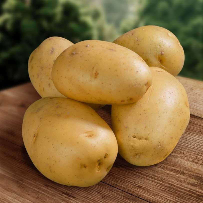 Лучшие сорта картофеля [народный рейтинг 2020]