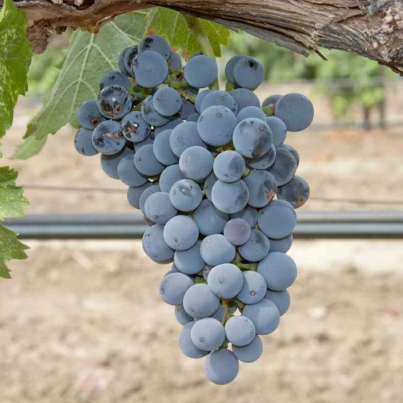 Лучшие сорта винограда для подмосковья (неукрывные, зимостойкие, скороспелые)
