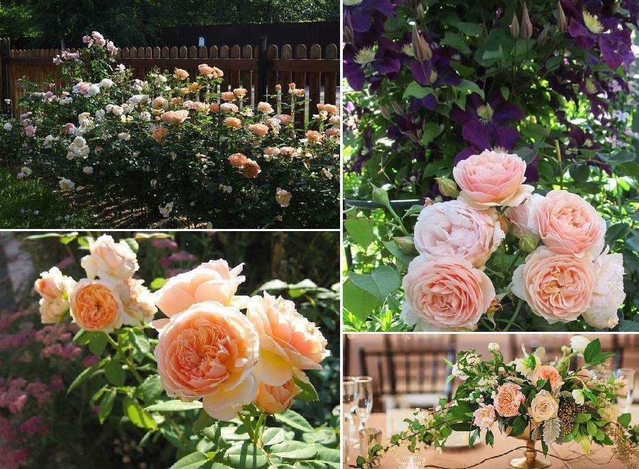 Лучшие английские розы Остина  по отзывам садоводов Достоинства и недостатки популярных сортов