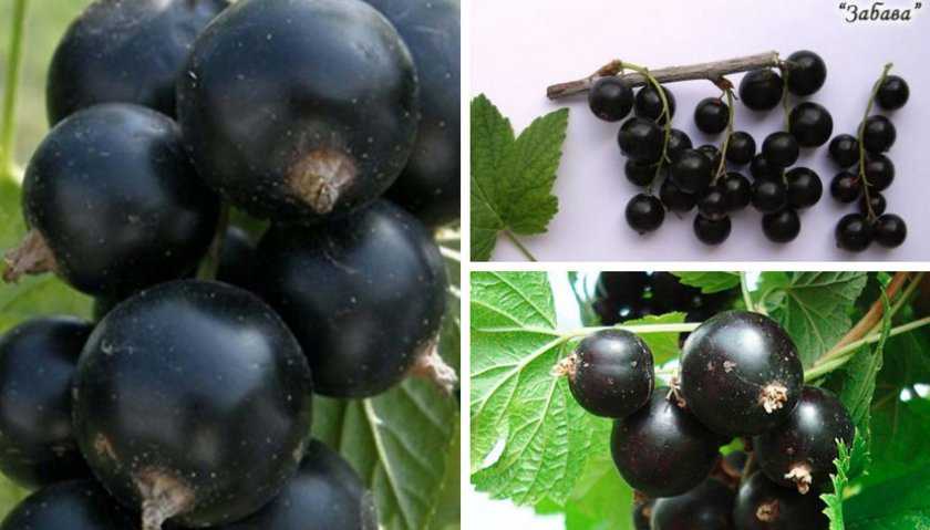 Лучшие сорта черной смородины - самые урожайные и вкусные