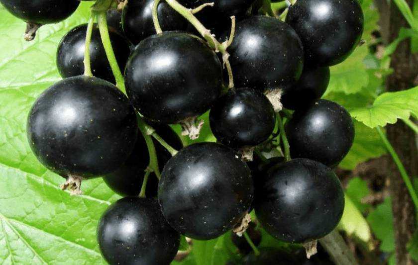 Лучшие сорта черной смородины - самые урожайные и вкусные