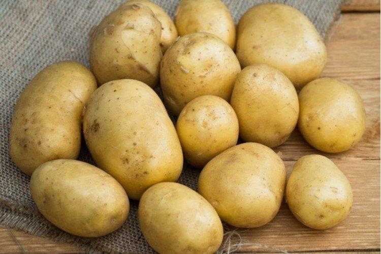 Лучшие сорта картофеля для средней полосы россии, подмосковья