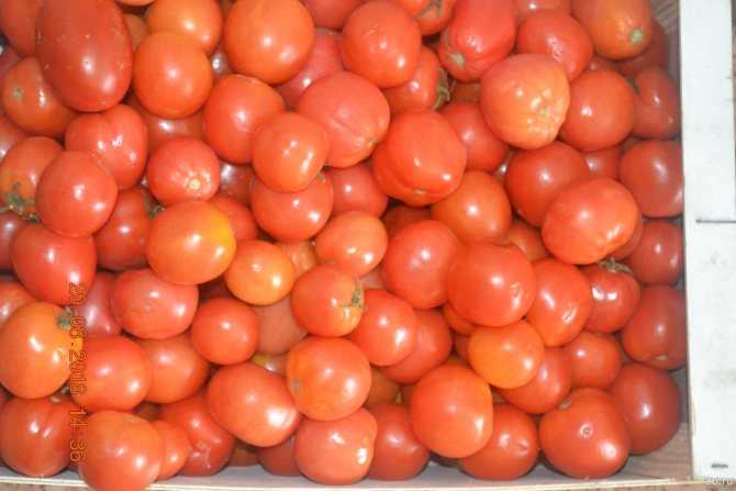Описание лучших сортов помидоров для засолки и консервирования