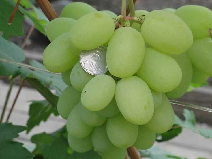 12 лучших винных сортов винограда для средней полосы
