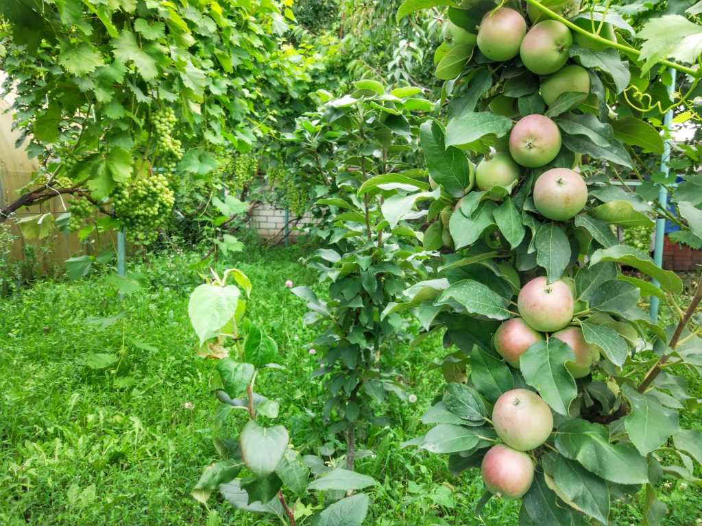 Колоновидные яблони: посадка и уход. сорта колоновидных яблонь с фото
