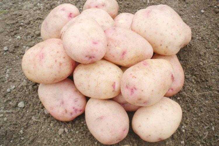 12 лучших сортов картофеля для средней полосы