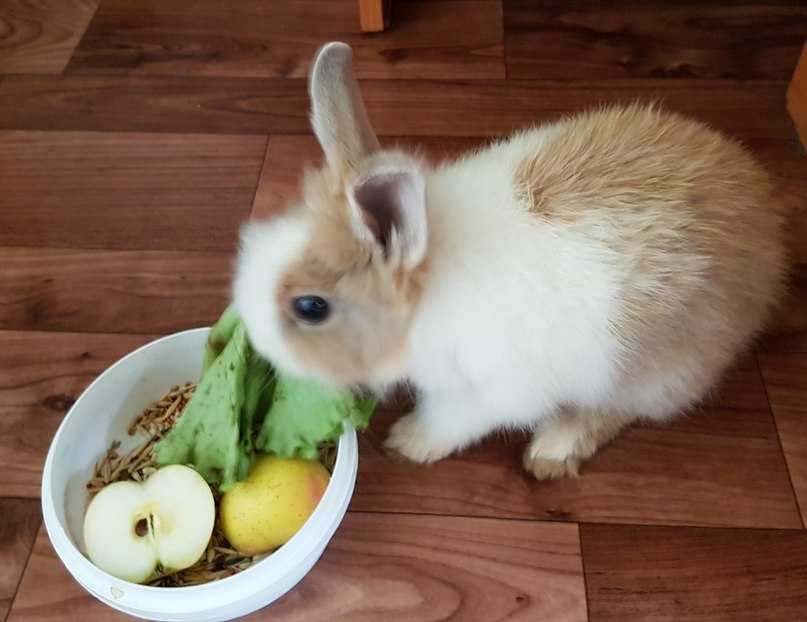 Чем кормить декоративного кролика — разрешенные продукты