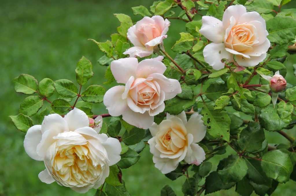 Лучшие сорта чайногибридных роз для Подмосковья, средней полосы, СевероЗапада, северных регионов   по отзывам садоводовлюбителей и экспертов Описание лучших сортов чайногибридных роз, фото, отзывы