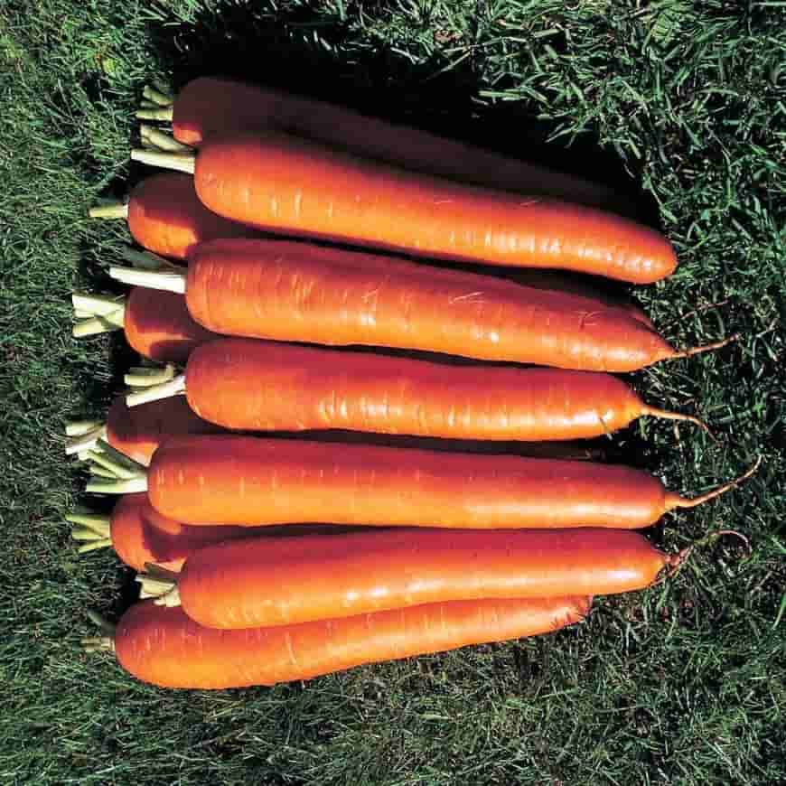Сорта моркови: названия, описания, фото
