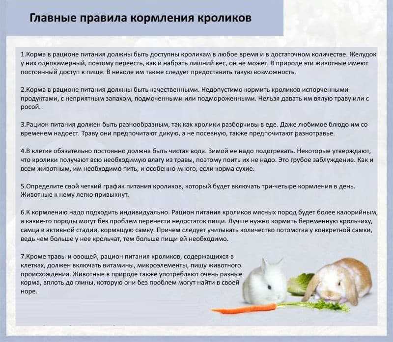 ᐉ чем кормить декоративного кролика - разрешенные продукты - zooon.ru
