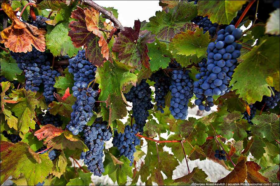 🍷сорта винограда для домашнего вина