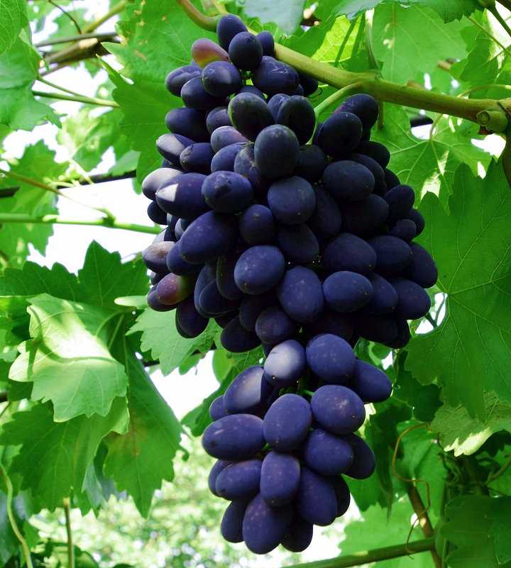 Сорта винограда для домашнего вина: белые и красные, лучшие винные сорта для разных регионов