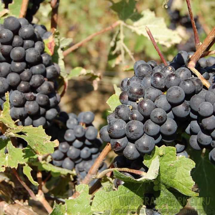 Лучшие сорта винограда для вина: фото, названия и описания (каталог)