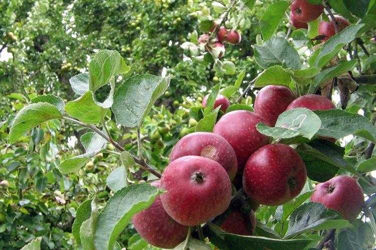 Лучшие сорта яблони для подмосковья с описанием, характеристикой и отзывами, а также особенности выращивания в данном регионе