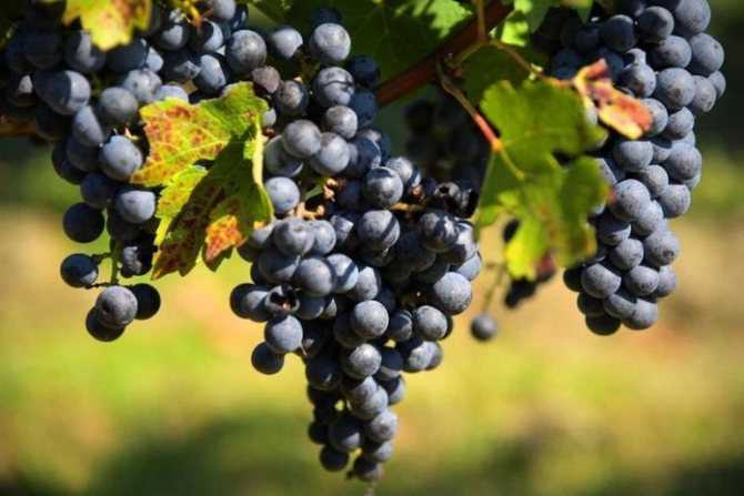 Обзор лучших сортов винограда для производства вина в промышленном и домашнем виноделии