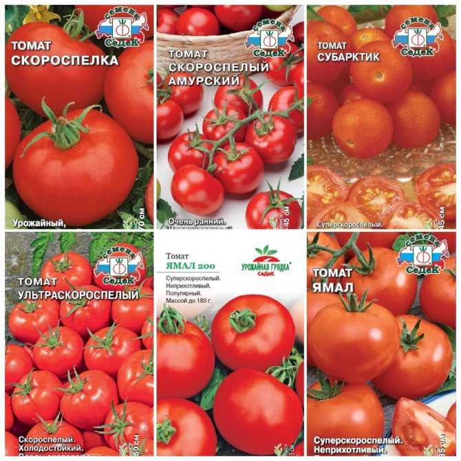 Лучшие сорта томатов на 2020 год: самые вкусные и урожайные