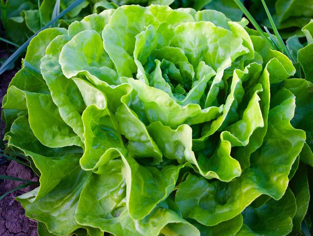 7 видов салата для вашего сада