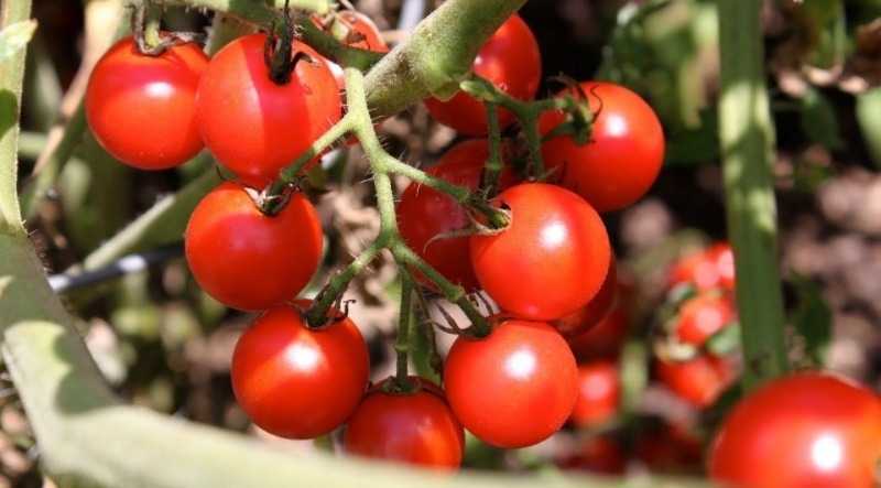 Самые урожайные сорта томатов для теплиц
