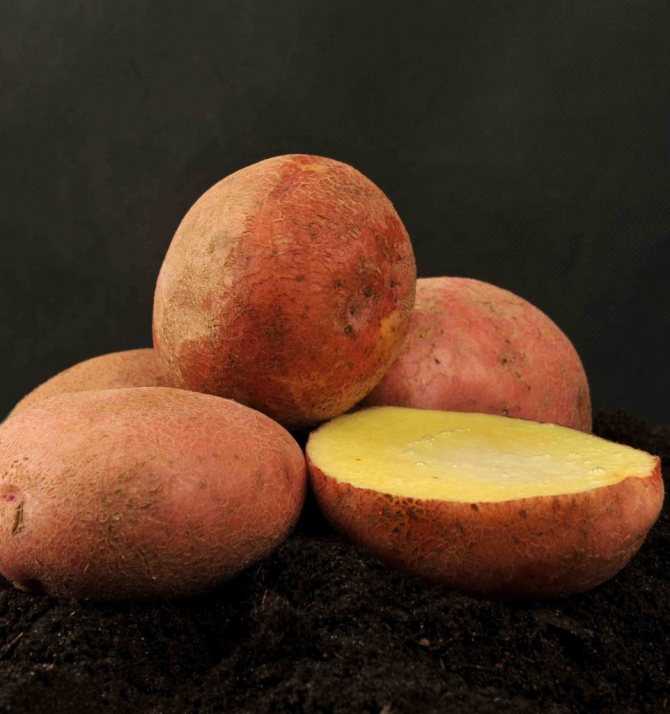 Картофель ‘детскосельский’ — описание сорта, характеристики