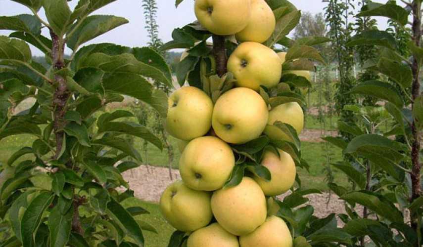Колоновидные яблони - как выбрать саженец, посадить, обрезать, подкармливать и подготовить к зимовке