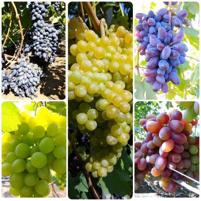 Топ-10 лучших сортов винограда – рейтинг 2020 года