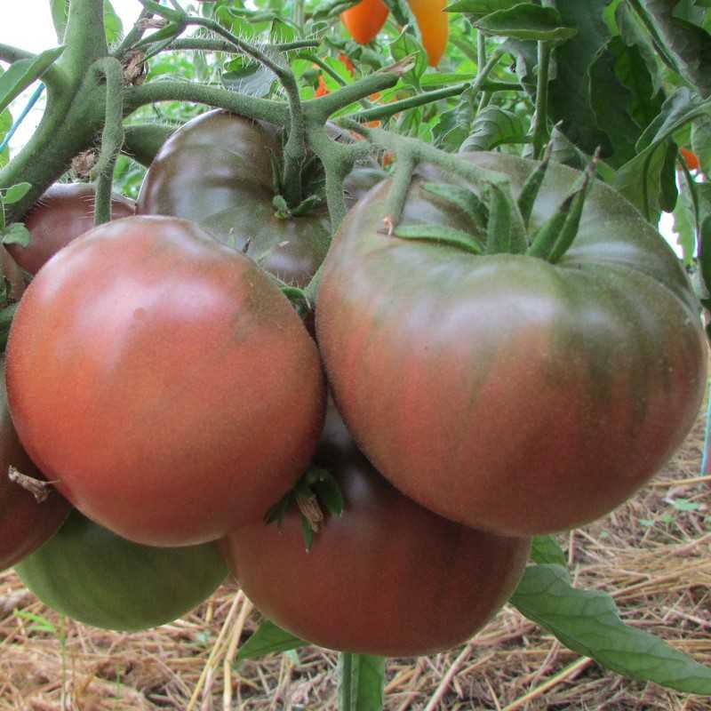 Лучшие сорта помидоров на 2019 год по отзывам садоводов