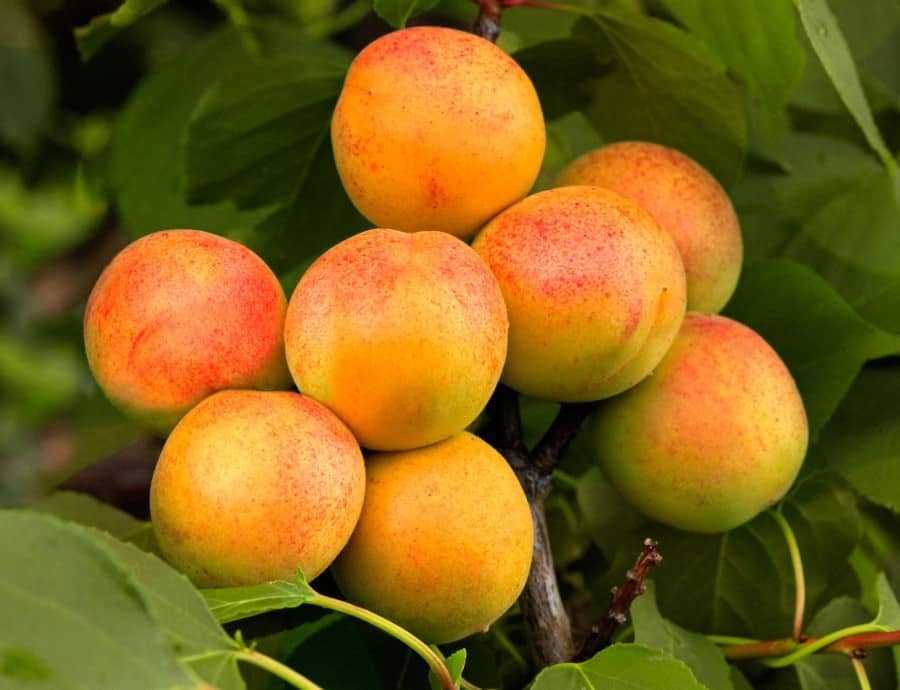 15 лучших сортов абрикосов для подмосковья - рейтинг 2021