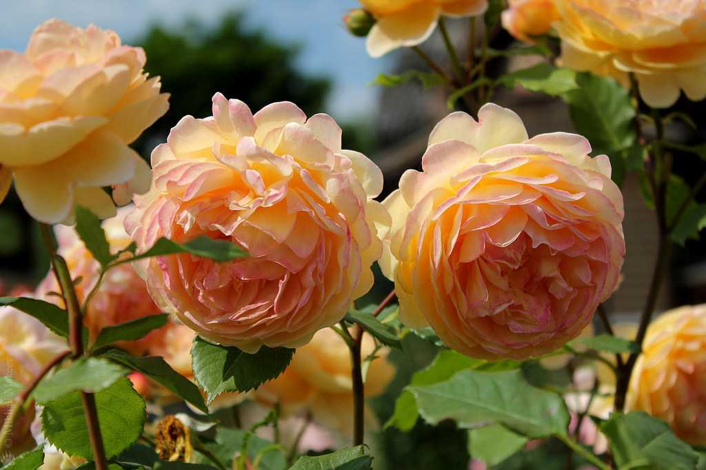 Поступление шикарных сортов роз для подмосковья: фотографии и описание