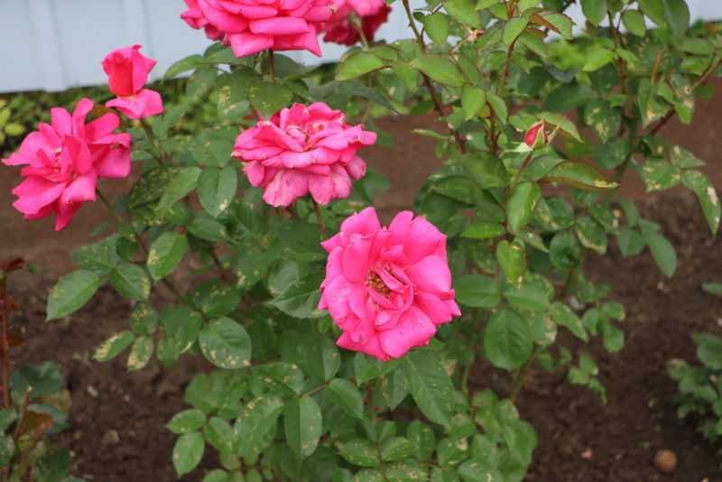 Розы флорибунда — 10 основных правил по выращиванию, что это такое, основные сведения, размножение, фото лучших сортов роз