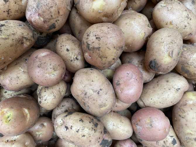Самые вкусные сорта картофеля: топ-10 лучших