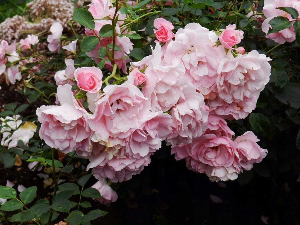 10 популярных сортов почвопокровных роз