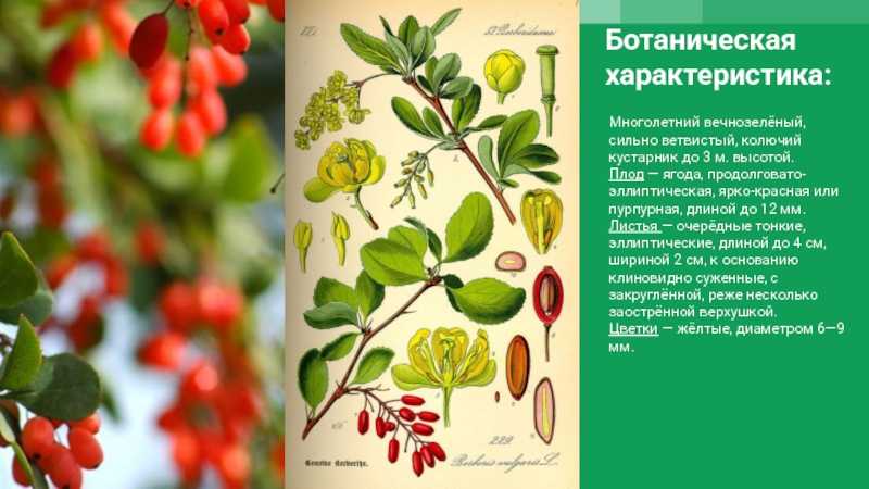 Барбарис обыкновенный, описание, сорта и основы выращивания