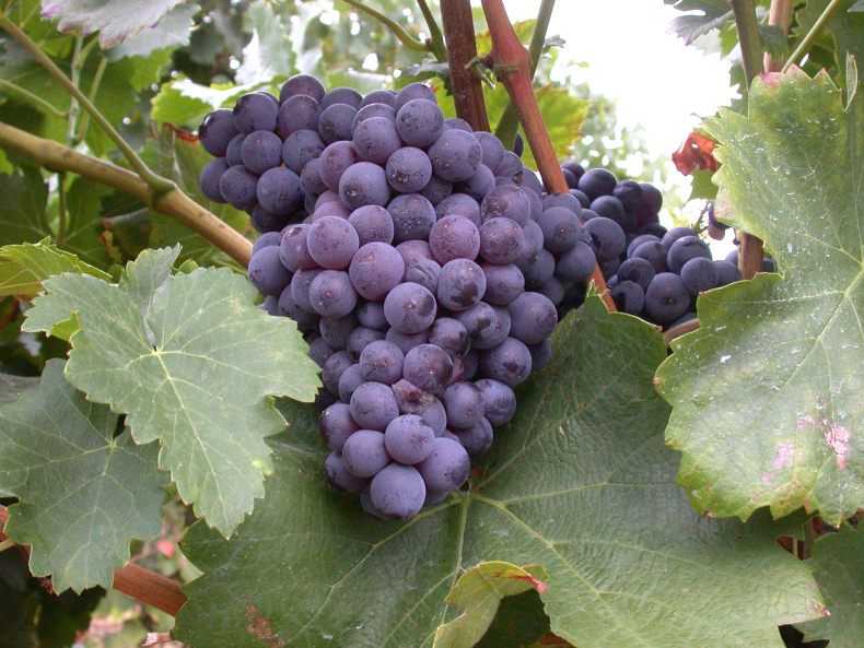12 лучших винных сортов винограда для средней полосы - рейтинг 2021