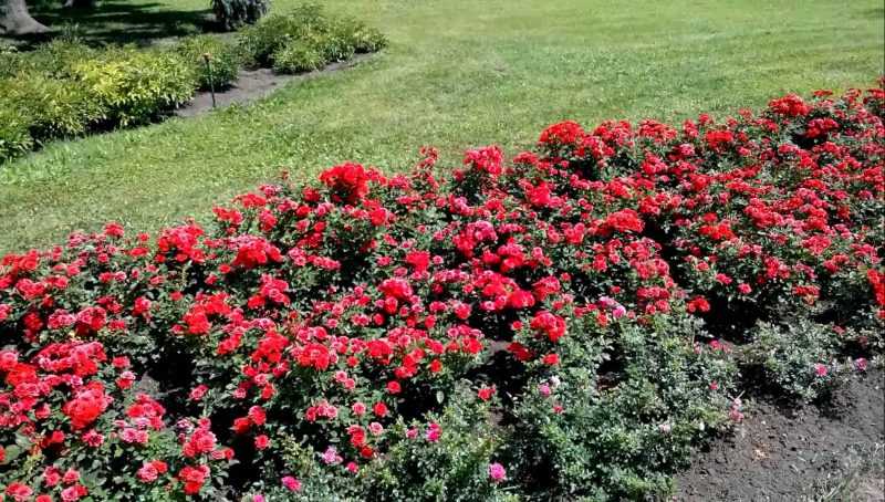 Популярные сорта почвопокровных роз, особенности выращивания и ухода за цветами