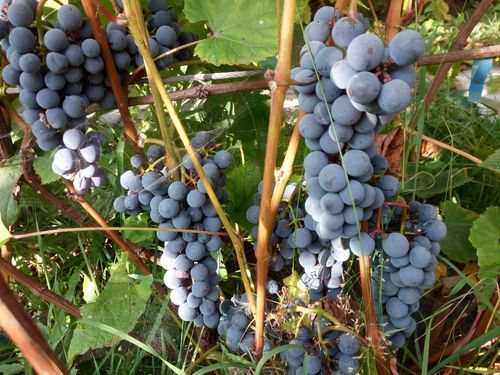 Лучшие сорта винограда для подмосковья. особенности посадки, ухода.