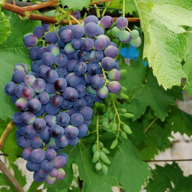 12 лучших сортов винограда для подмосковья