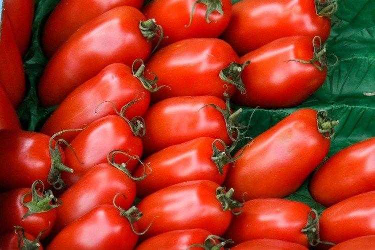 40 лучших сортов томатов для подмосковья с названиями, описаниями и фото
