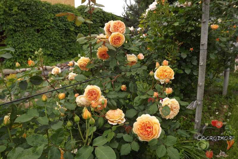 Поступление шикарных сортов роз для подмосковья: описание и фотографии