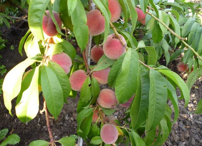 Сорта персиков - 135 фото лучших сортов. видео инструкция обрезки, ухода и выращивания