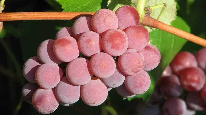 Лучший сорт винограда, топ-10 рейтинг хороших сортов винограда