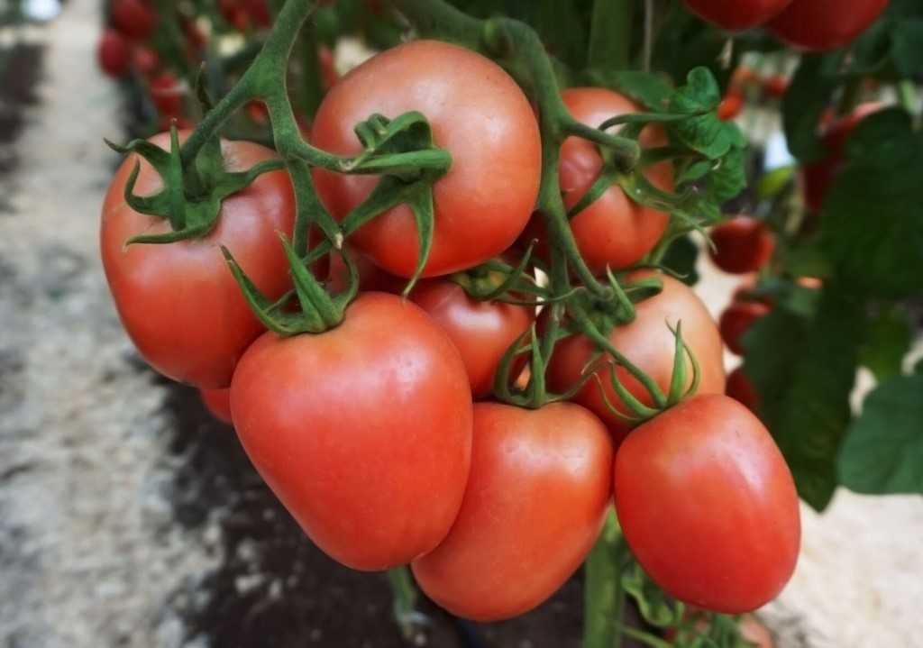 5 лучших сортов помидор для засолки