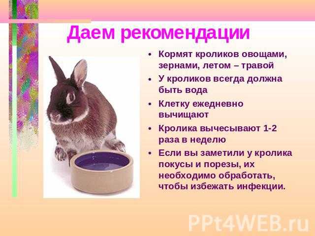 Лучшие корма для декоративных кроликов  по мнению ветеринарного врача и по отзывам хозяев