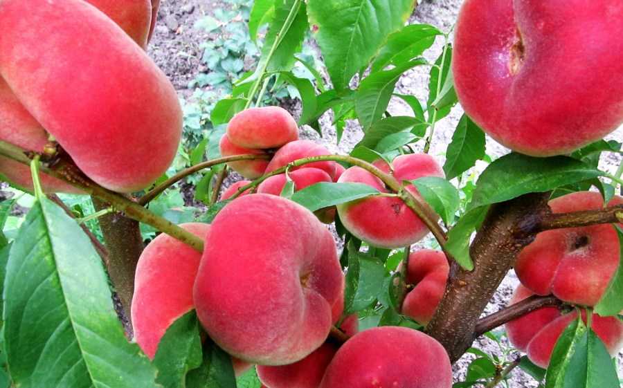 Сорта персиков. 15 лучших с фото и описанием