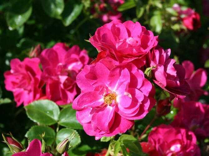 Плетистые розы цветущие всё лето сорта зимостойкие