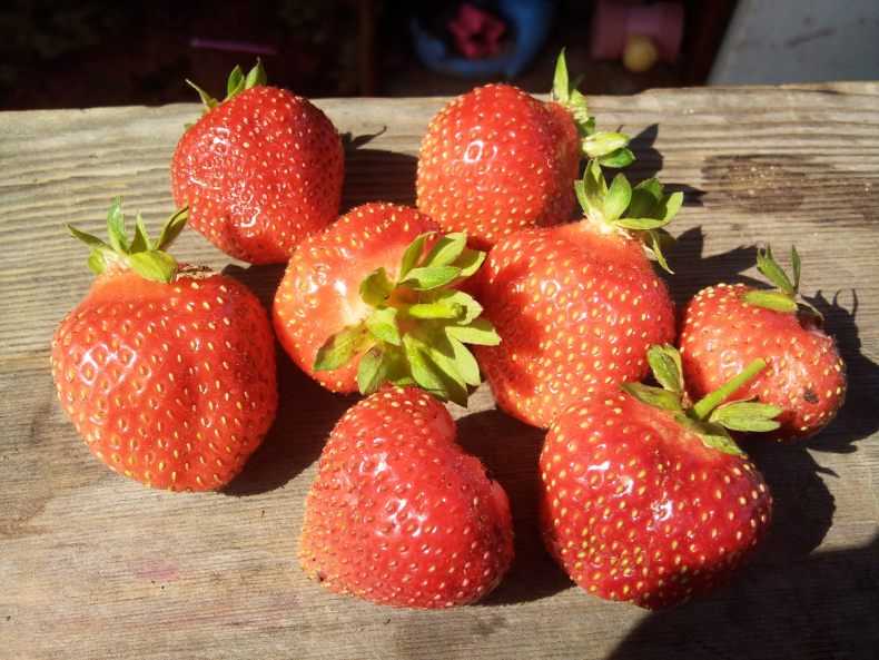 10 лучших сортов клубники для подмосковья: выращиваем ягоды как с картинки